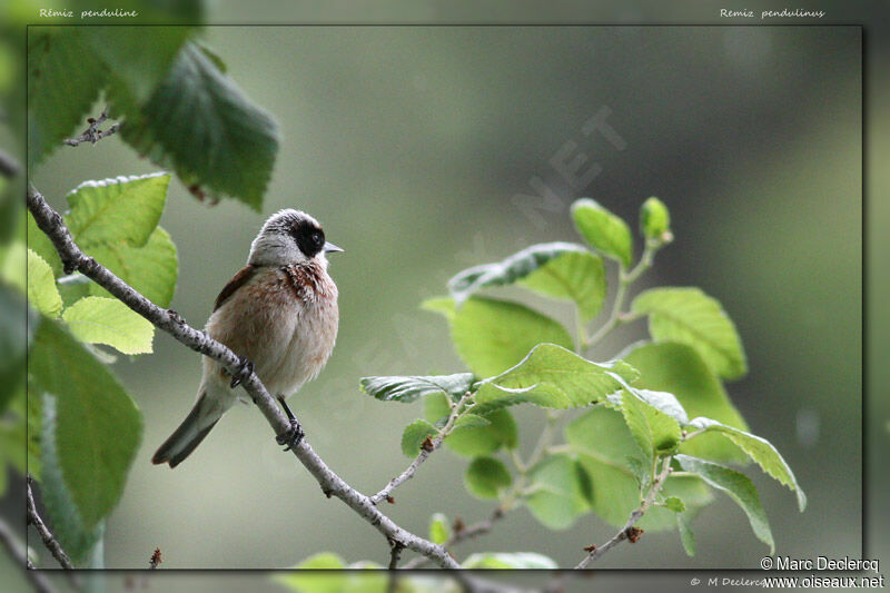 Eurasian Penduline Tit, identification