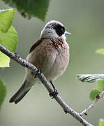 Eurasian Penduline Tit