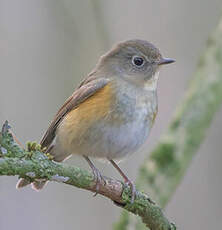 Robin à flancs roux