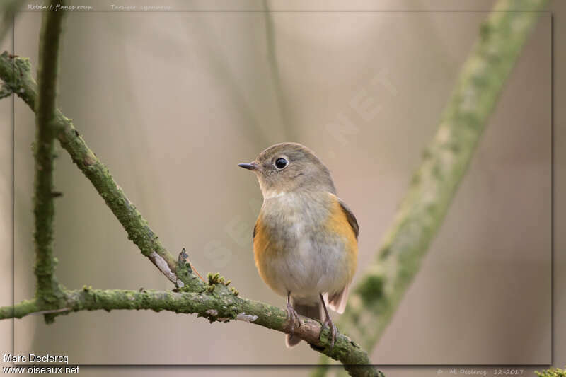 Robin à flancs roux femelle 2ème année, portrait