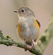 Robin à flancs roux