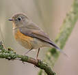 Robin à flancs roux