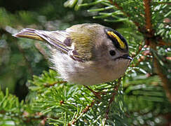 Goldcrest