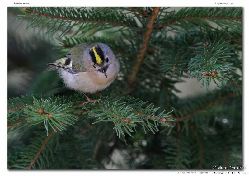 Goldcrest