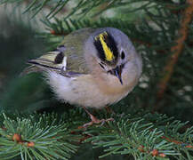 Goldcrest