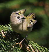 Goldcrest