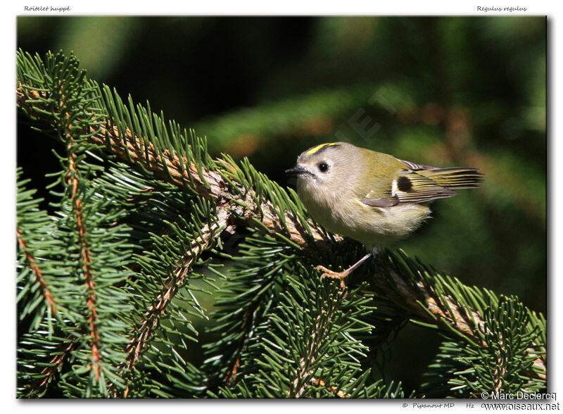 Goldcrest