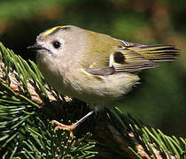 Goldcrest