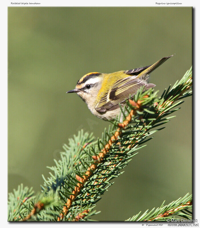 Common Firecrest, identification