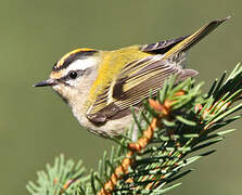 Common Firecrest