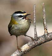 Common Firecrest