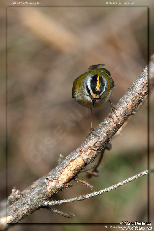 Roitelet triple-bandeau, identification