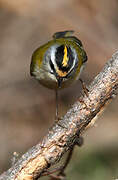 Common Firecrest