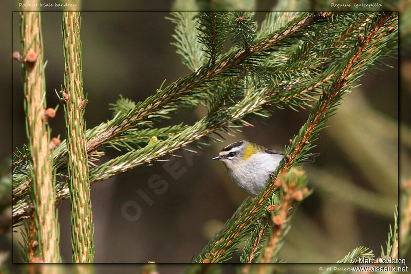 Common Firecrest, identification