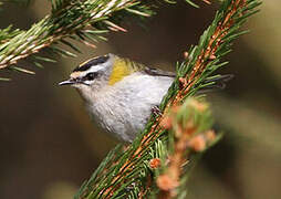 Common Firecrest