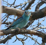 European Roller