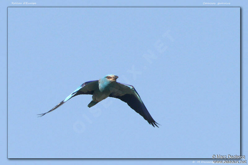 European Roller, Flight