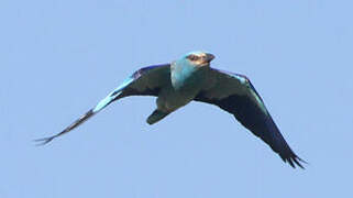 European Roller