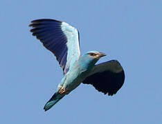 European Roller