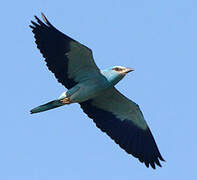 European Roller