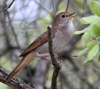 Common Nightingale