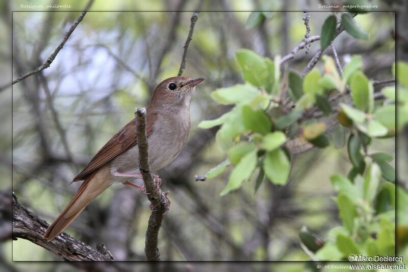 Common Nightingale, identification