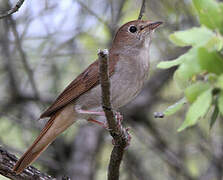 Common Nightingale