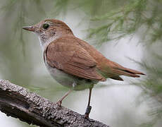 Common Nightingale