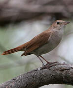 Common Nightingale