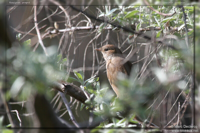 Thrush Nightingale