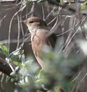 Thrush Nightingale