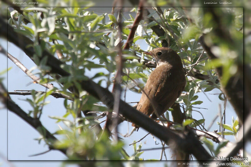 Thrush Nightingale, identification