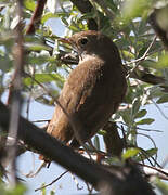 Thrush Nightingale