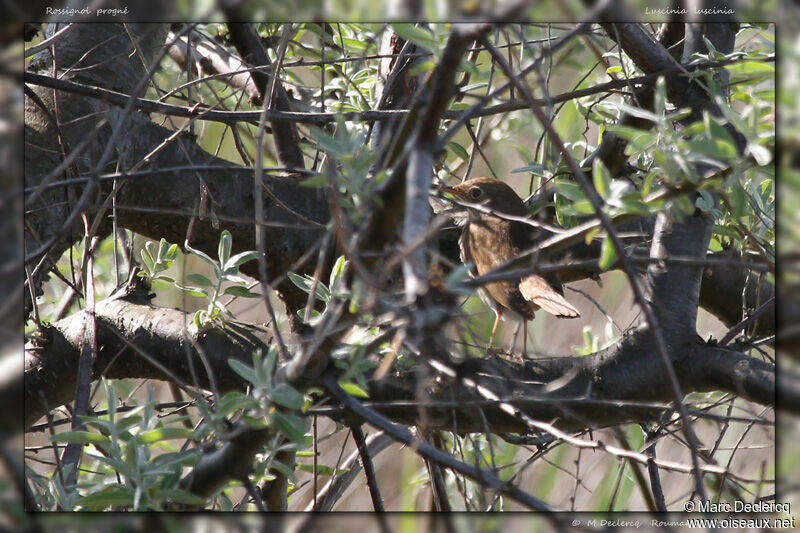 Thrush Nightingale