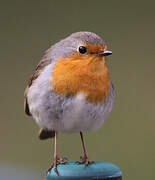 European Robin