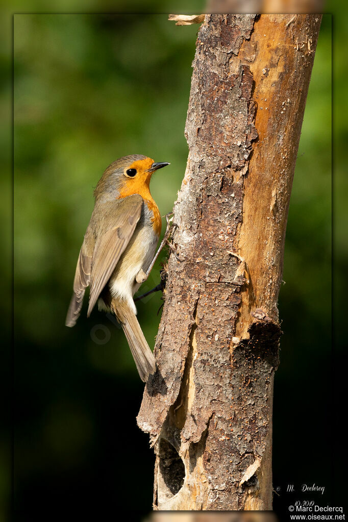 European Robin