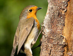 European Robin