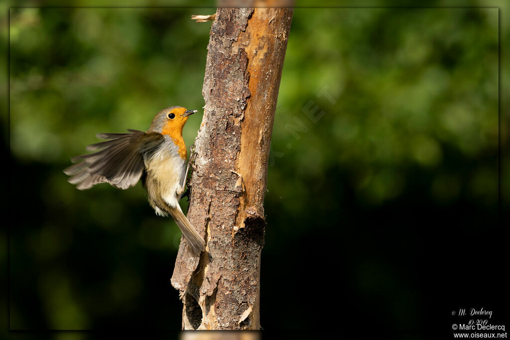 European Robin