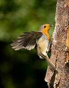 European Robin