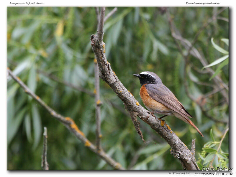 Rougequeue à front blanc mâle adulte, identification