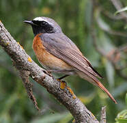 Common Redstart