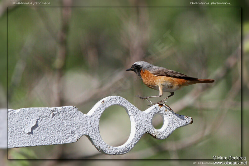 Common Redstart, identification