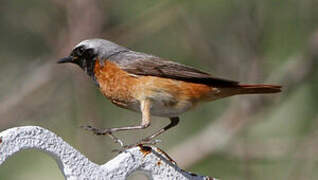 Common Redstart