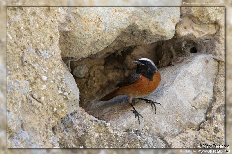 Common Redstart male, identification