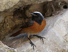 Common Redstart