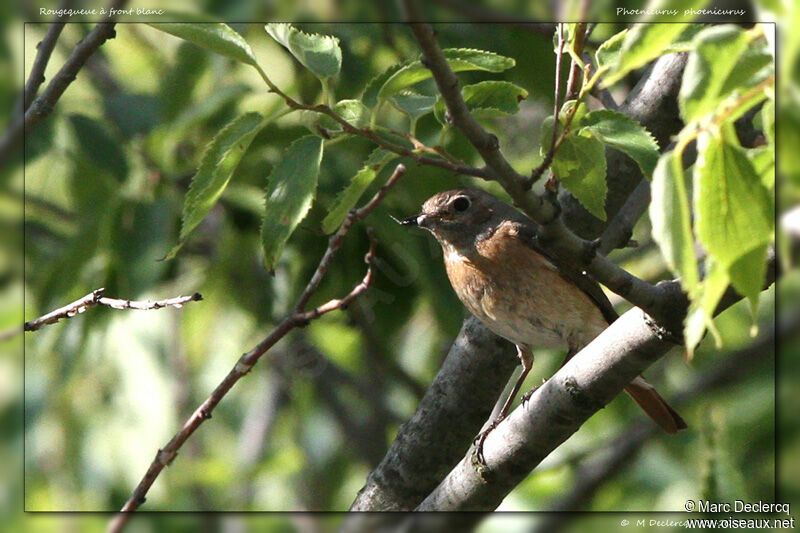 Common Redstart female adult, identification, feeding habits