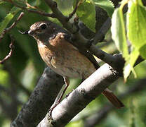 Common Redstart