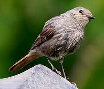 Black Redstart