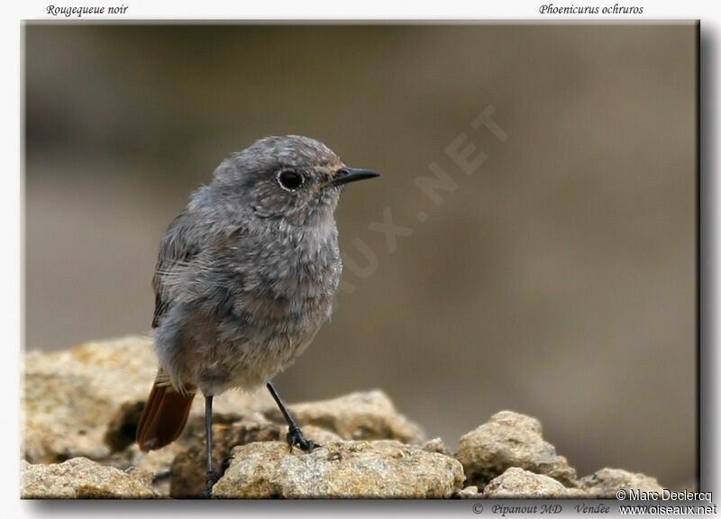 Black Redstartjuvenile