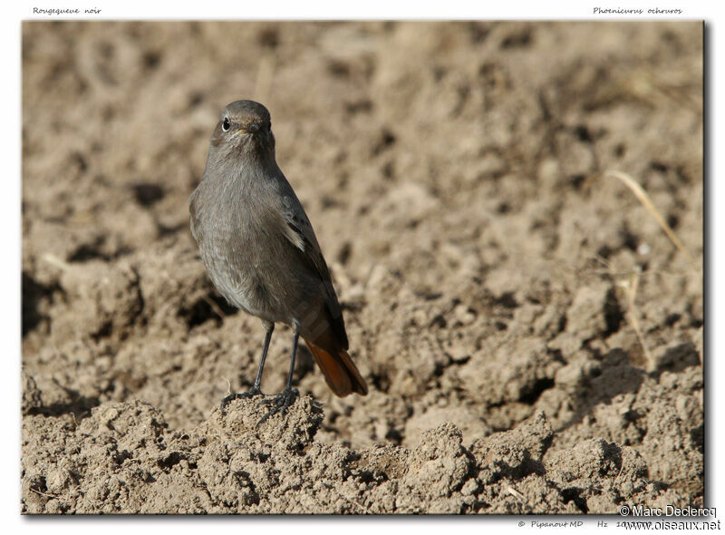 Black Redstart, identification